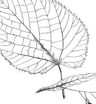 lindeblad